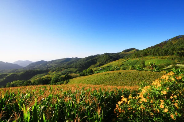 Τοπίο Corn Αγρόκτημα Και Μεξικάνικο Ηλιόσπορο Τομέα Μπλε Ουρανό Στο — Φωτογραφία Αρχείου