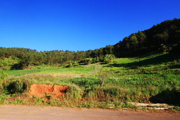 Green Mountain Valley Floresta Com Céu Azul — Fotografia de Stock