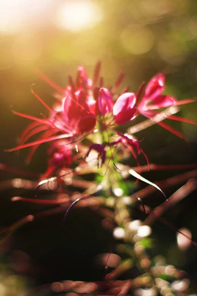 Krásná Růžová Cleome Spinosa Linn Nebo Pavoučí Květiny Pole Přirozeném — Stock fotografie