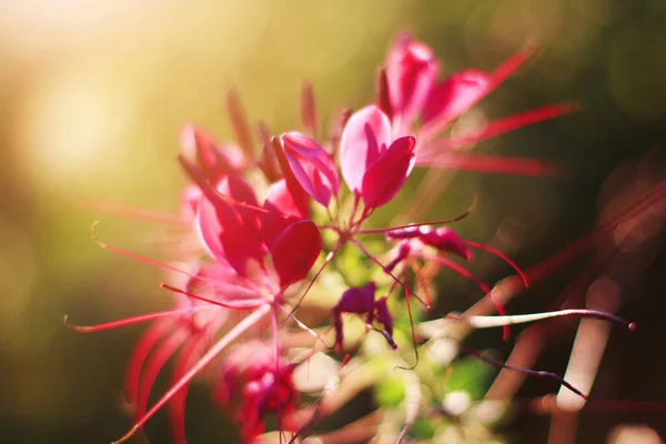 Krásná Růžová Cleome Spinosa Linn Nebo Pavoučí Květiny Pole Přirozeném — Stock fotografie