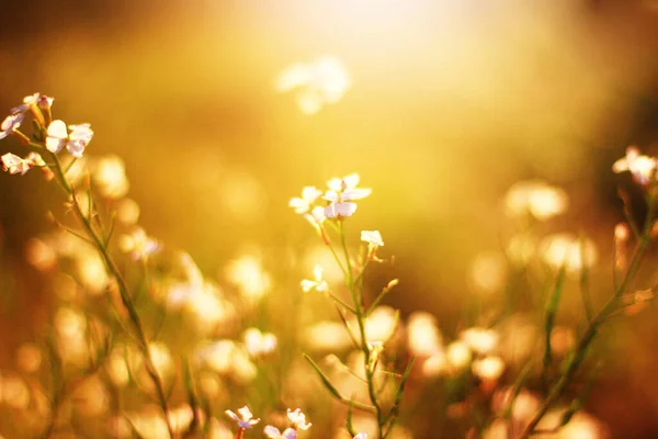 Hermosos Campos Flores Silvestres Blancas Primavera Luz Natural Del Sol — Foto de Stock