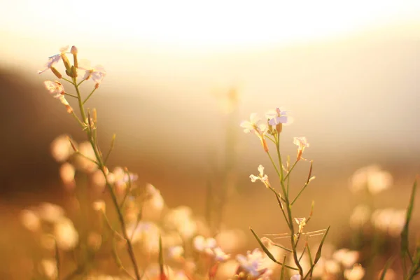 Hermosos Campos Flores Silvestres Blancas Primavera Luz Natural Del Sol — Foto de Stock