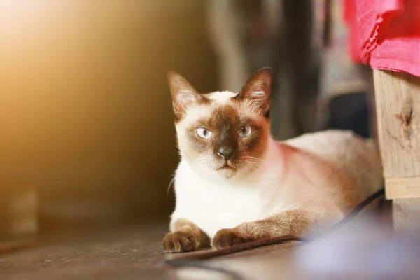 Сиамская Кошка Наслаждается Отдыхает Террасе Естественным Солнечным Светом — стоковое фото