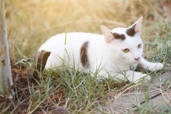 Chat Blanc Profiter Détendre Sur Herbe Verte Avec Lumière Naturelle — Photo