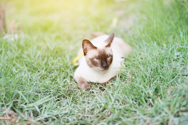 Siamese cat enjoy and relax on green grass with natural sunlight in garden