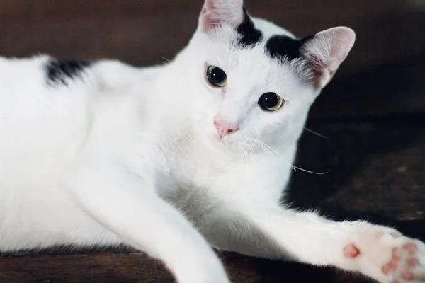 White Cat Enjoy Relax Wooden Floor — Stock Photo, Image