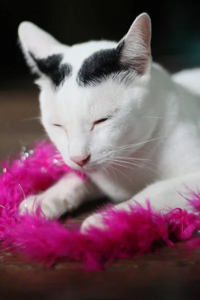 Λευκή Γάτα Απολαύσετε Και Χαλαρώσετε Ξύλινο Πάτωμα — Φωτογραφία Αρχείου