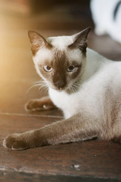 Siamese Gato Desfrutar Relaxar Chão Madeira — Fotografia de Stock