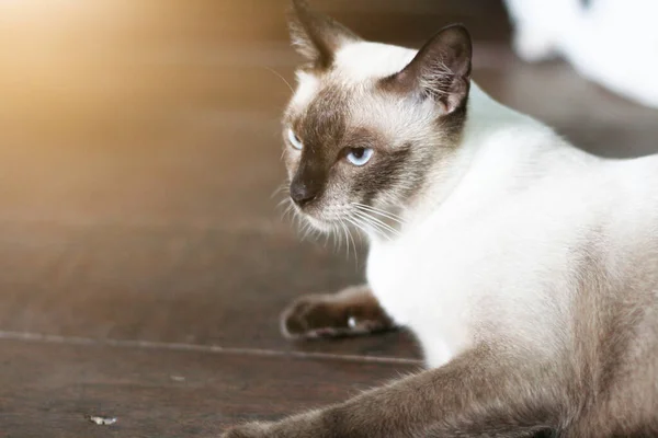 Siamesische Katze Genießen Und Entspannen Auf Holzboden — Stockfoto