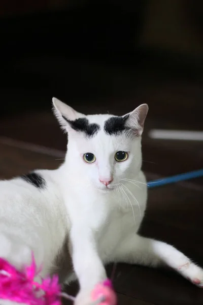 Gato Branco Desfrutar Relaxar Chão Madeira — Fotografia de Stock