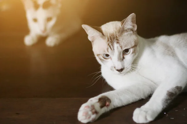 Γκρι Ριγέ Γάτα Απολαύσετε Και Χαλαρώσετε Ξύλινο Πάτωμα — Φωτογραφία Αρχείου