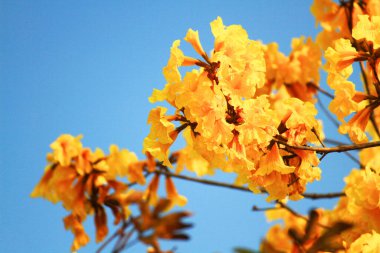 Mavi gökyüzü ile çiçek açan Cüce Altın Trumpe. Tabebuia chrysotricha çiçekleri