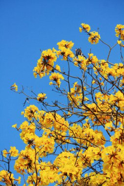 Mavi gökyüzü ile çiçek açan Cüce Altın Trumpe. Tabebuia chrysotricha çiçekleri