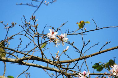 Güzel çiçek, mavi gökyüzü ile vahşi Himalaya kiraz dalları.