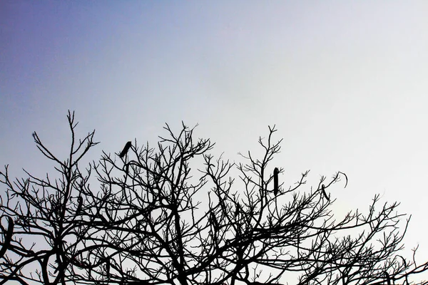 Silhouette Silhouette Branches Sèches Sur Ciel Sombre — Photo