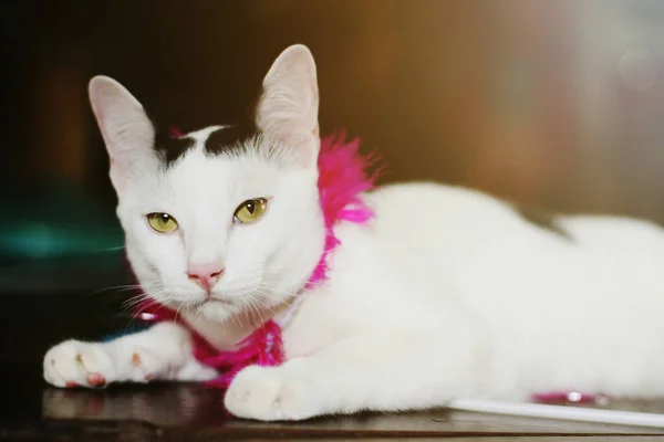 White Cat Enjoy Relax Wooden Floor — Stock Photo, Image