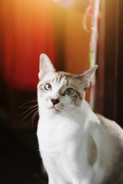 Graugestreifte Katze Genießt Und Schläft Auf Holzboden Mit Natürlichem Sonnenlicht — Stockfoto