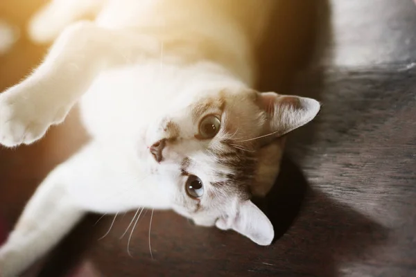 Gato Listrado Cinza Desfrutar Dormir Chão Madeira Com Luz Solar — Fotografia de Stock