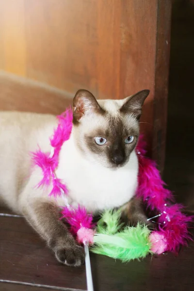 Siamese Γάτα Απολαύσετε Και Χαλαρώσετε Στη Βεράντα Φυσικό Φως Του — Φωτογραφία Αρχείου
