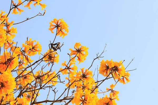 Mavi Gökyüzü Ile Çiçek Açan Cüce Altın Trumpe Tabebuia Chrysotricha — Stok fotoğraf