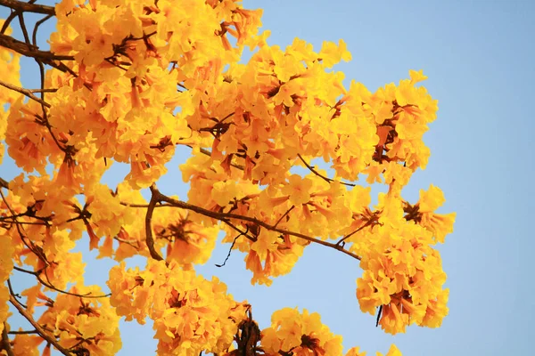 Blossom Dwarf Golden Trumpe Blüten Mit Blauem Himmel Tabebuia Chrysotricha — Stockfoto