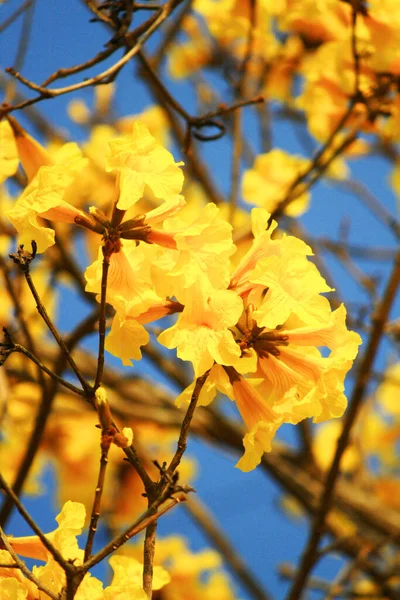 Blossom Dwarf Golden Trumpe Blüten Mit Blauem Himmel Tabebuia Chrysotricha — Stockfoto