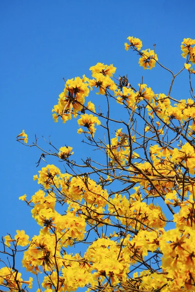 Blossom Dwarf Golden Trumpe Blüten Mit Blauem Himmel Tabebuia Chrysotricha — Stockfoto