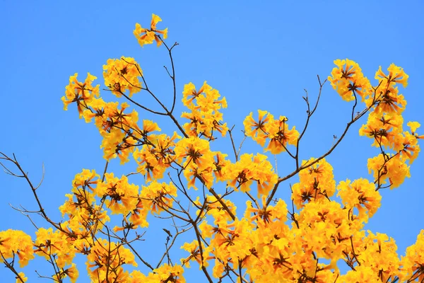 Blossom Dwarf Golden Trumpe Blüten Mit Blauem Himmel Tabebuia Chrysotricha — Stockfoto