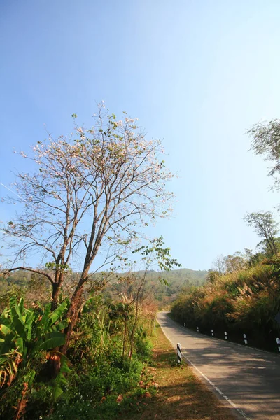 Kurvenstraße Den Bergen Und Wäldern Landstraße Thailand — Stockfoto