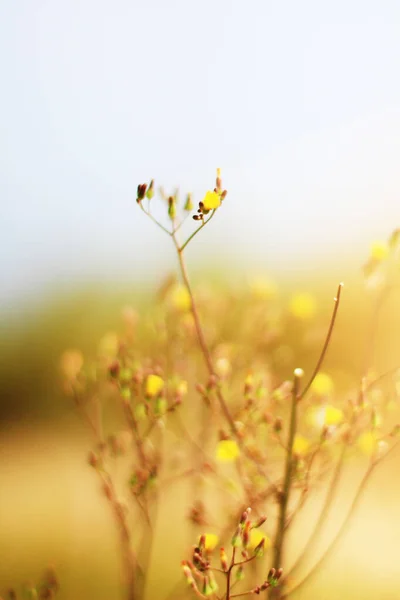 Blossom Yellow Wild Flowers Grass Meadow Natural Sunlight — Stock Photo, Image