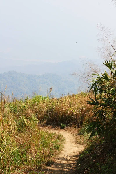 Sendero Natural Pastizales Secos Montaña Colina Doi Pha Tang Tailandia — Foto de Stock