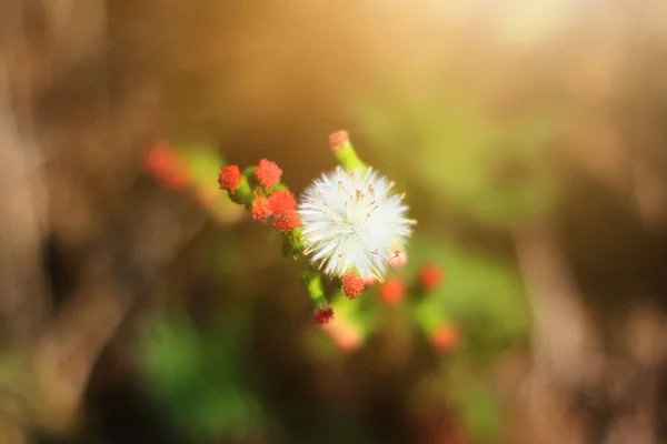 Hermosa Flor Blanca Flores Silvestres Hierba Luz Natural Del Sol — Foto de Stock