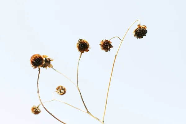 Seco Flores Selvagens Grama Luz Solar Natural Com Céu Azul — Fotografia de Stock