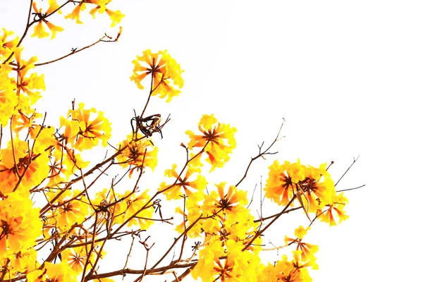Beyaz Arka Planda Çiçek Açan Cüce Altın Trumpe Çiçekleri Tabebuia — Stok fotoğraf
