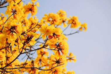 Mavi gökyüzü ile çiçek açan Cüce Altın Trumpe. Tabebuia chrysotricha çiçekleri