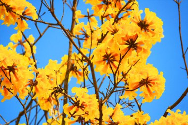 Mavi gökyüzü ile çiçek açan Cüce Altın Trumpe. Tabebuia chrysotricha çiçekleri