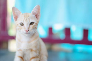 Kedi yavrusu turuncu çizgili kedi, doğal güneş ışığıyla ahşap terasta dinlenir ve eğlenir.