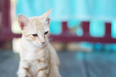 Kedi yavrusu turuncu çizgili kedi, doğal güneş ışığıyla ahşap terasta dinlenir ve eğlenir.