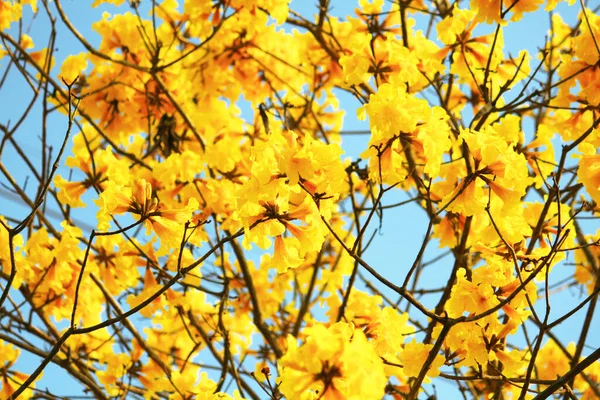 Blossom Dwarf Golden Trumpe Blüten Mit Blauem Himmel Tabebuia Chrysotricha — Stockfoto