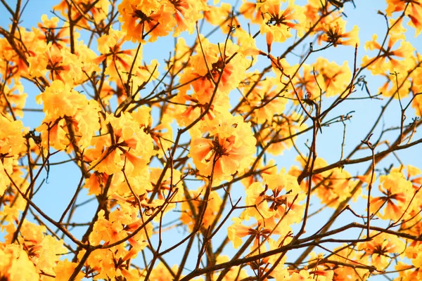 Blossom Dwarf Golden Trumpe Blüten Mit Blauem Himmel Tabebuia Chrysotricha — Stockfoto