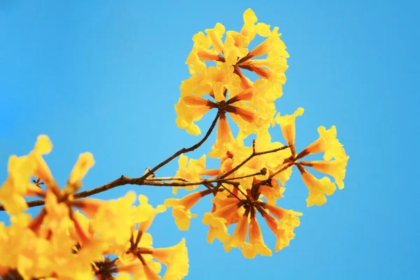 Blossom Dwarf Golden Trumpe Blüten Mit Blauem Himmel Tabebuia Chrysotricha — Stockfoto