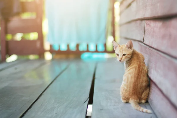 Kotek Pomarańczowy Paski Kota Cieszyć Się Zrelaksować Drewnianym Tarasie Naturalnym — Zdjęcie stockowe
