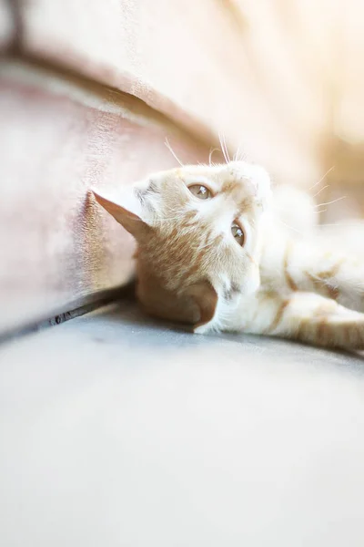 Γατάκι Πορτοκαλί Ριγέ Γάτα Απολαύσετε Και Κοιμηθεί Ξύλινο Πάτωμα Φυσικό — Φωτογραφία Αρχείου