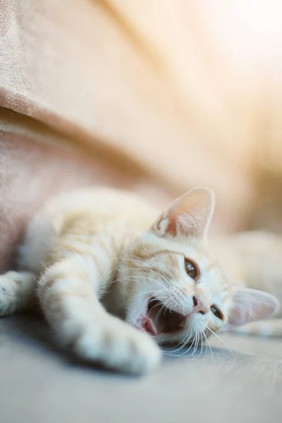 Kitten Orange Striped Cat Enjoy Sleep Wooden Floor Natural Sunlight — Stock Photo, Image