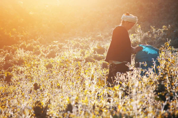 CHIANGRAI, THAILAND-ARALIK 14 ARALIK 2011: Kadın Hillkabileler Çilek Çiftliği Sabahları güzel güneş ışığıyla Tayland 'daki çiftlik çiftliğinde