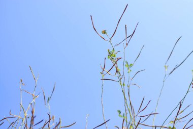 Kuru ağaç dalları mavi gökyüzünde, yaz mevsiminde güneş ışığı altında.