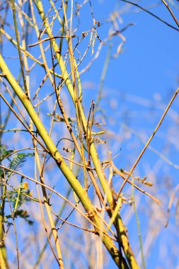 Taze ağaç dalı mavi gökyüzünde ve yaz mevsiminde güneş ışığı var.