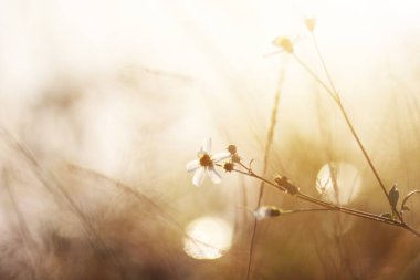 İlkbahar mevsiminde güzel kırmızı çiçekler ve dağda parlayan doğal güneş ışığı..