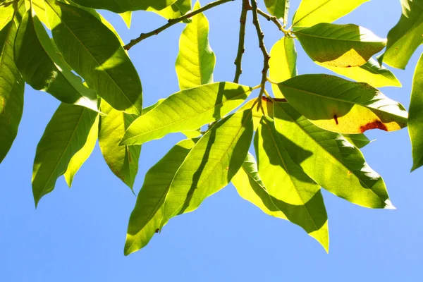 Yeşil yapraklar dallanır mavi gökyüzünde güneş ışığında