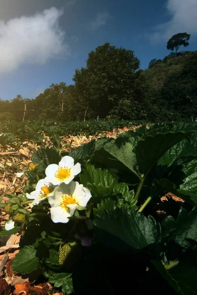Pequeñas Flores Blancas Fresa Con Hojas Verdes Plantation Farm Montaña — Foto de Stock